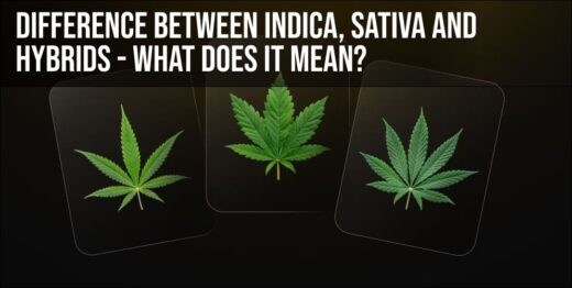 Difference Between Indica, Sativa and Hybrids - What does it mean