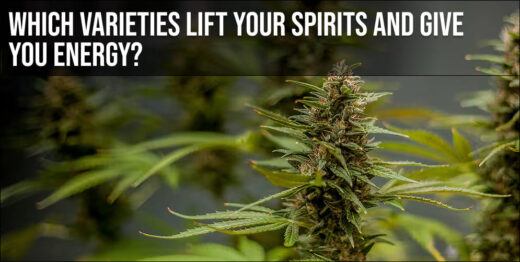 Which varieties lift your spirits and give you energy?