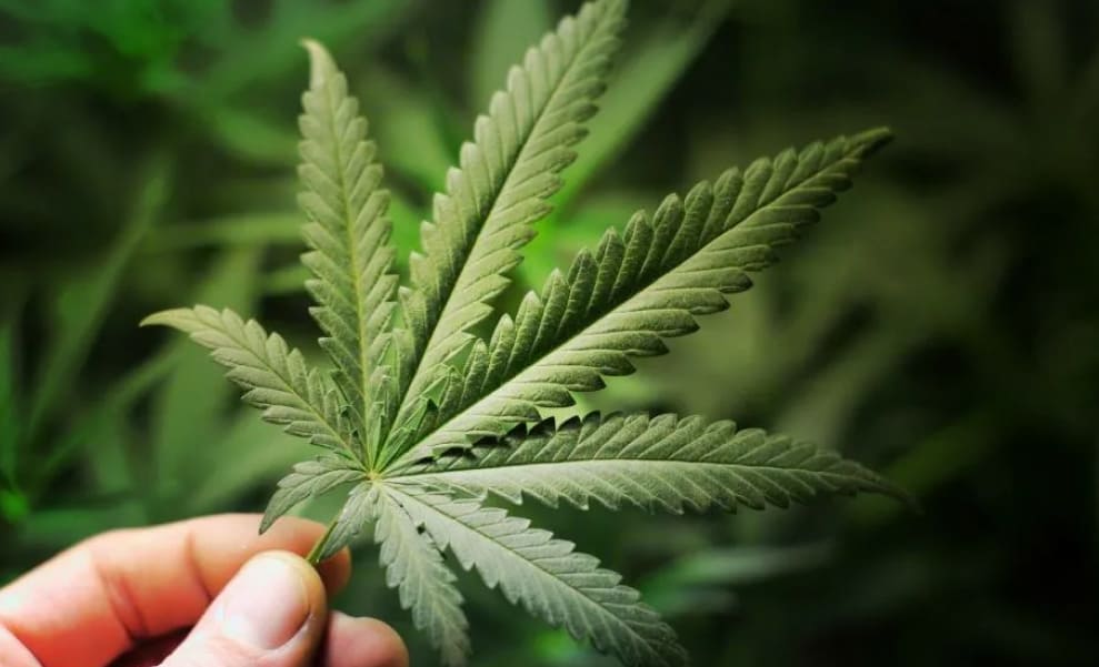 Is it possible to distinguish varieties by smell and appearance? A person's hand gently holding a single, large, green cannabis leaf against a blurred green background of other plants.