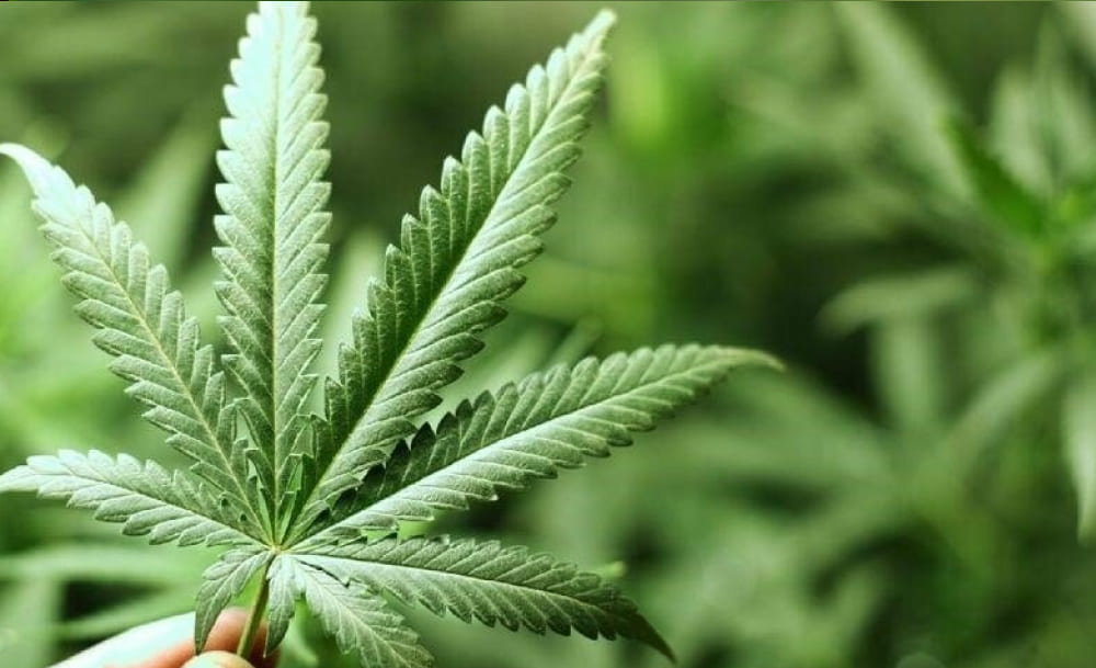 A hand gently holding a vibrant green cannabis fan leaf, with other blurred plants in the background.