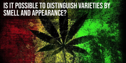 Is it possible to distinguish varieties by smell and appearance