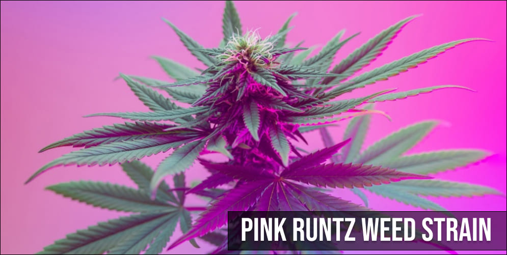 Pink Runtz weed strain