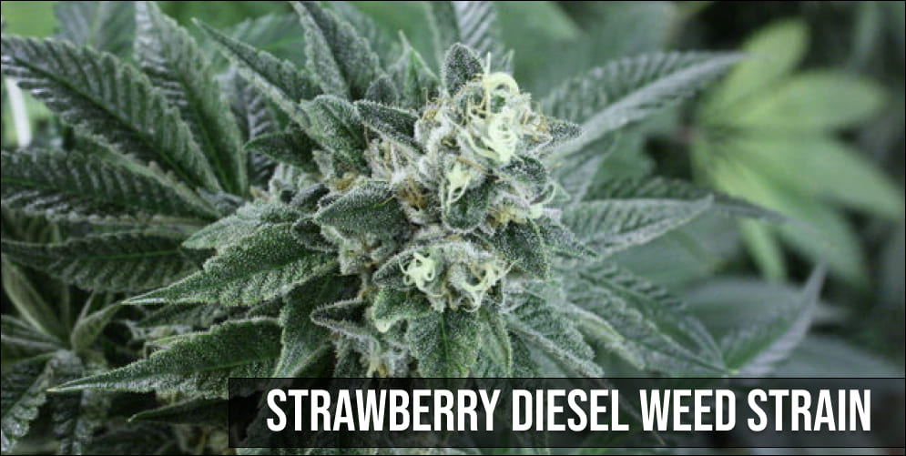 Strawberry Diesel weed strain
