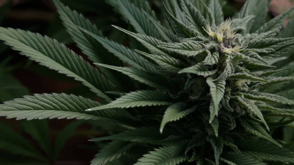 Which strains are best for sleep, pain or anxiety? Which strains are best for sleep