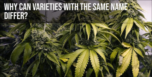 Why can varieties with the same name differ