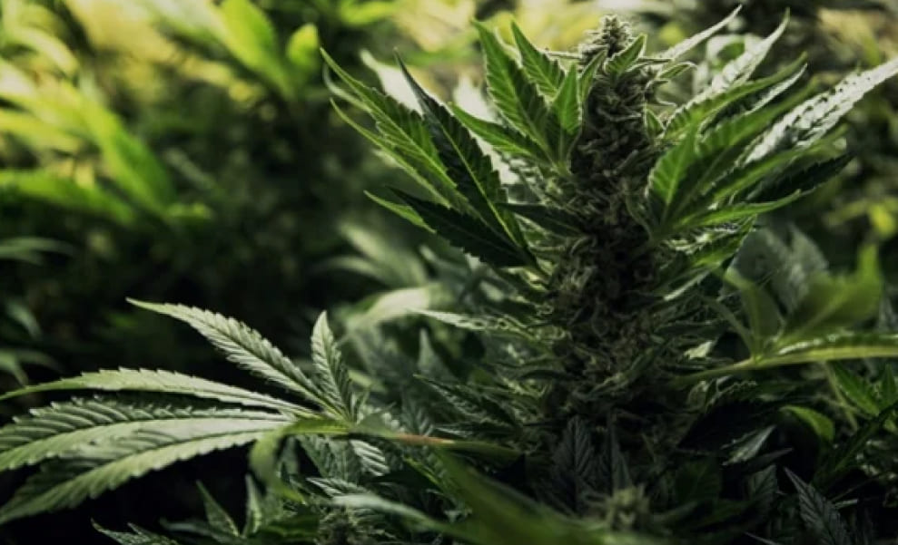 Close-up of a maturing cannabis plant with developing buds and fan leaves.