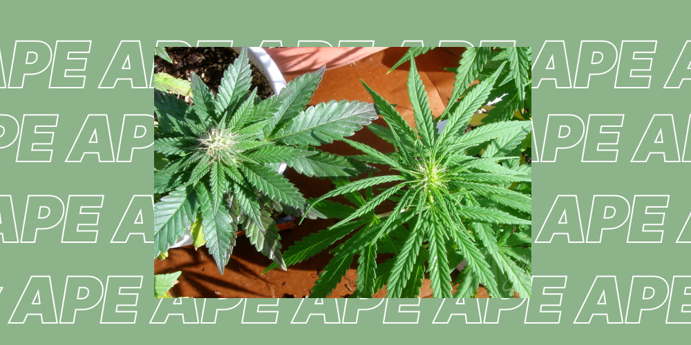 Overhead view comparing two cannabis plants, one with broad leaves (Indica) and one with narrow leaves (Sativa).