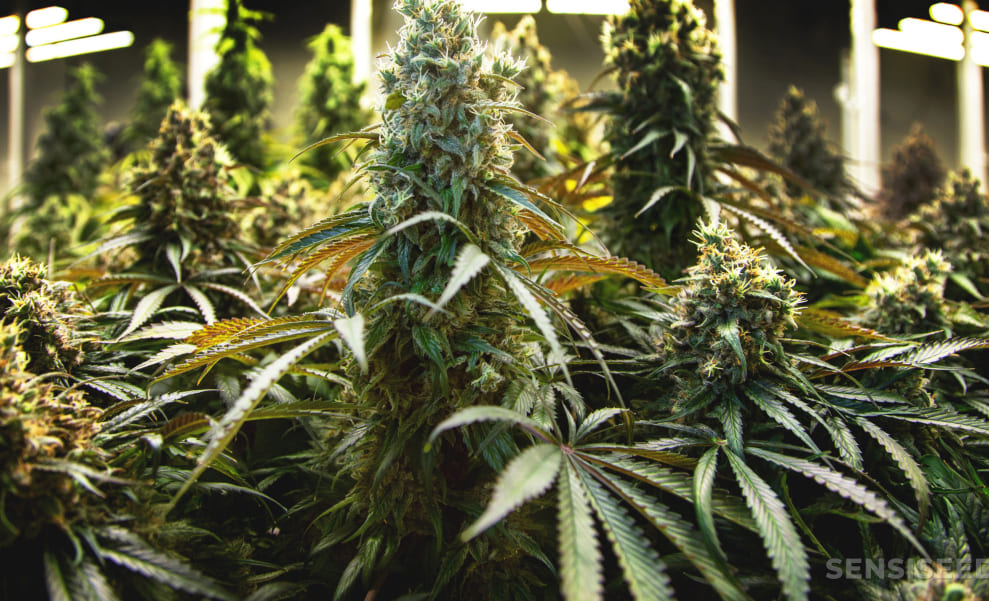 Difference Between Indica, Sativa and Hybrids - What does it mean