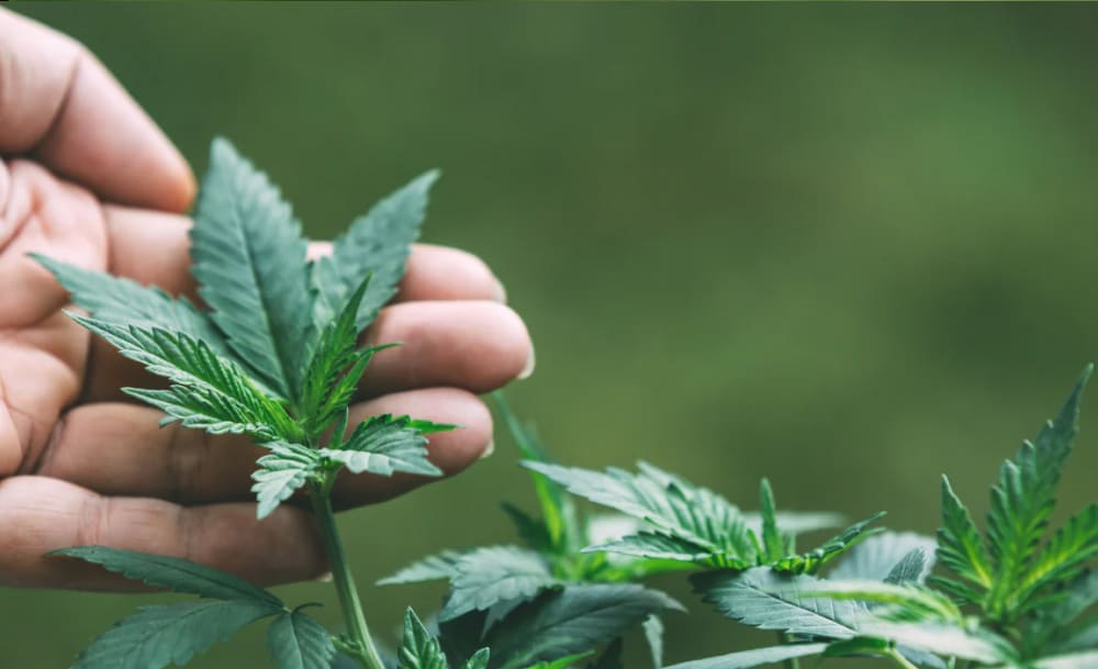 Hand gently touching a young, green cannabis plant with fresh leaves.