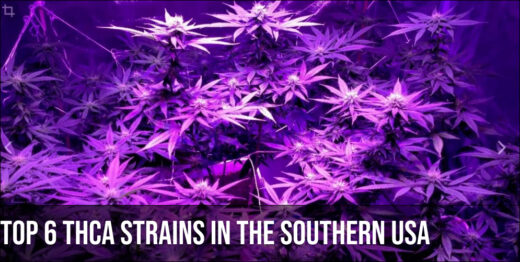 Top 6 THCA Strains in the Southern USA
