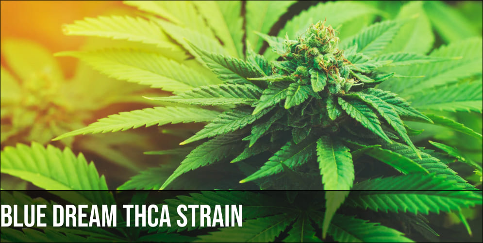 Blue Dream THCA strain Blue Dream THCA strain
