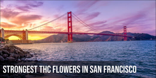 Strongest THC flowers in San Francisco