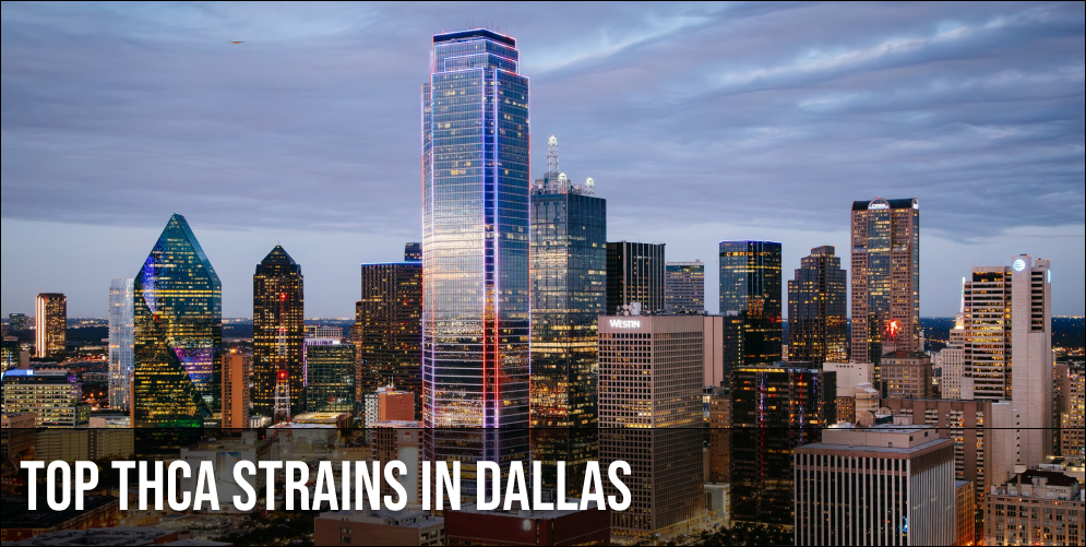 Top THCA strains in Dallas Top THCA strains in Dallas