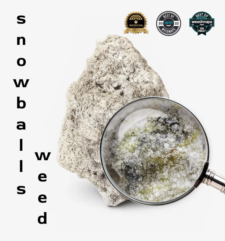 Snowball Weed – premium cannabis bud coated in kief and concentrate with high THC content