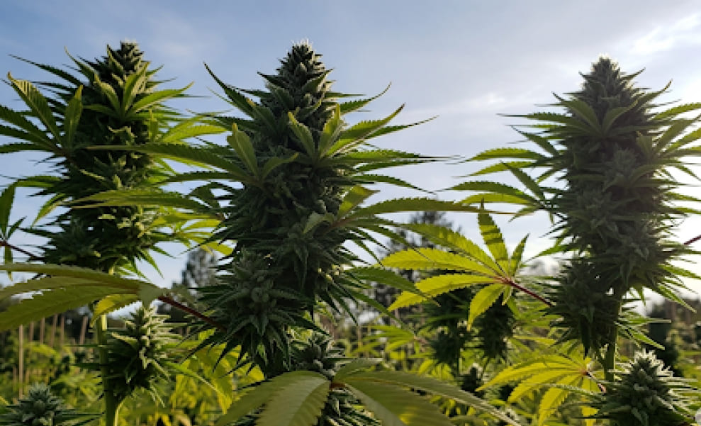 Blue Dream THCA strain Blue Dream THCA cannabis plants growing outdoors under natural sunlight.