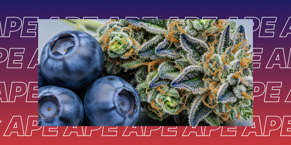Blue Dream THCA strain Blue Dream THCA Strain