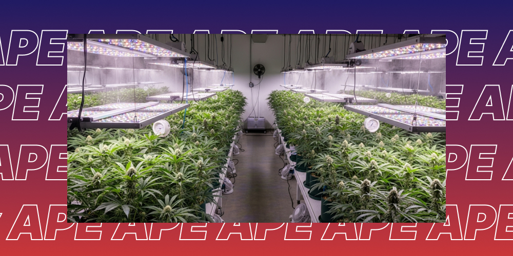 Strongest THC flowers in San Francisco Strongest THC flowers in San Francisco