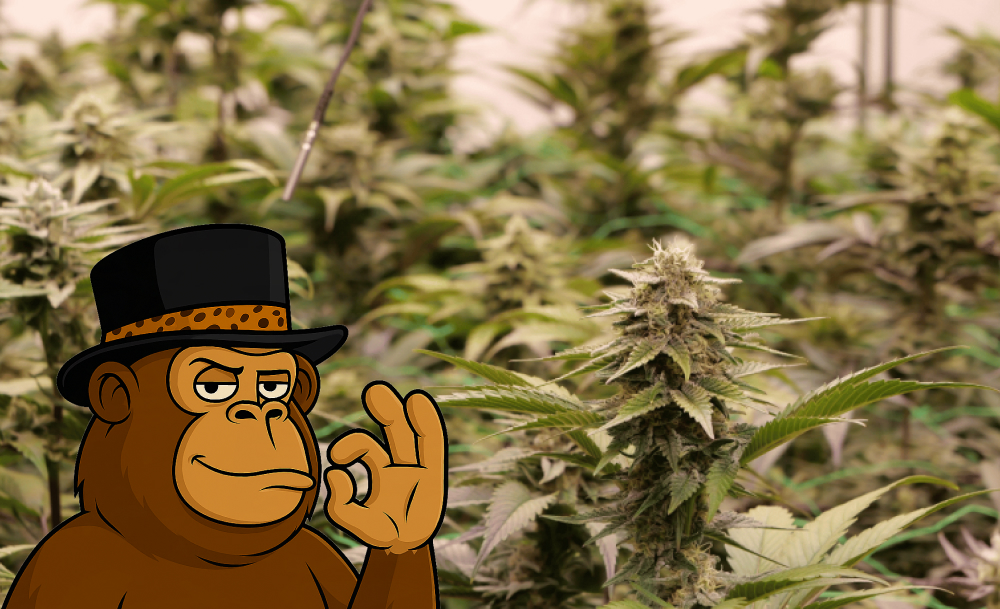 Cartoon ape mascot wearing a top hat giving the "OK" sign in front of a commercial cannabis grow room.