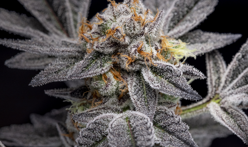 Extreme close-up of a cannabis bud and sugar leaves completely covered in a dense, white layer of trichomes, with bright orange pistils visible.