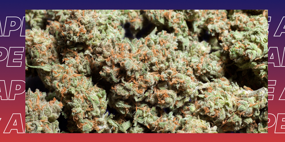 Top 5 Best weed strains in Santa Rosa