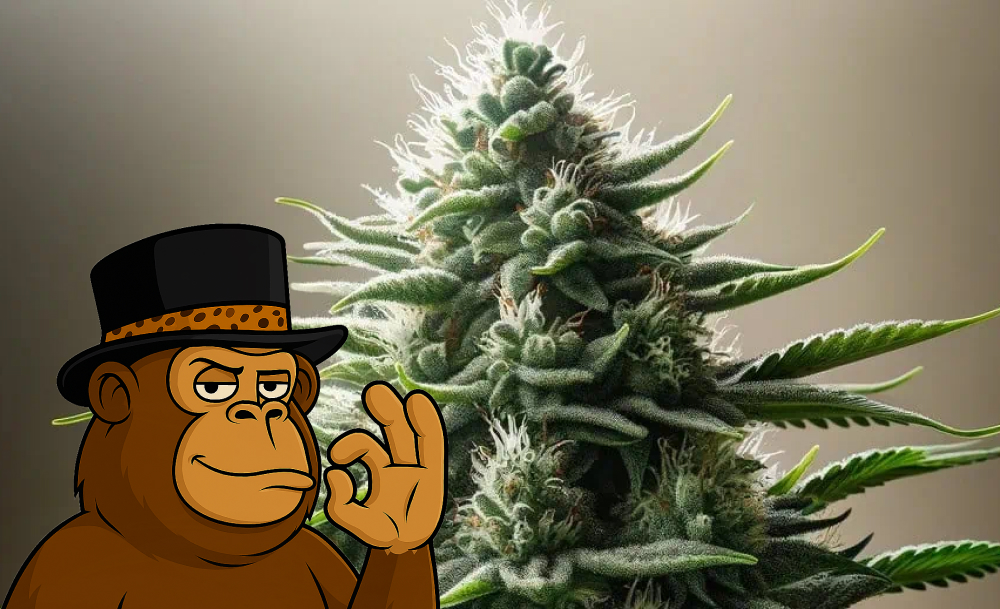 A cartoon monkey in a top hat giving a positive hand sign next to a large, frosty cannabis bud.