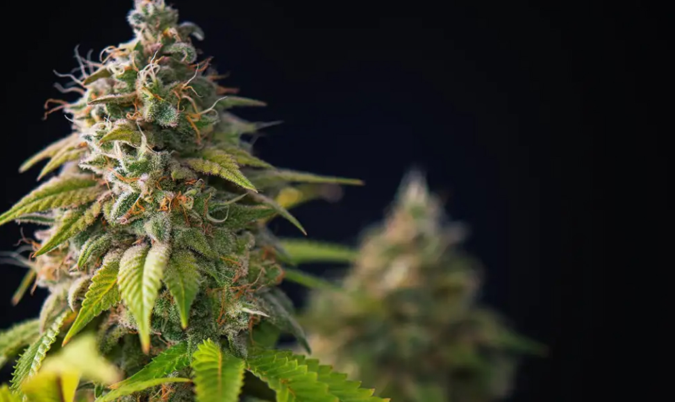 A sharp, close-up photo of two cannabis buds against a black background.