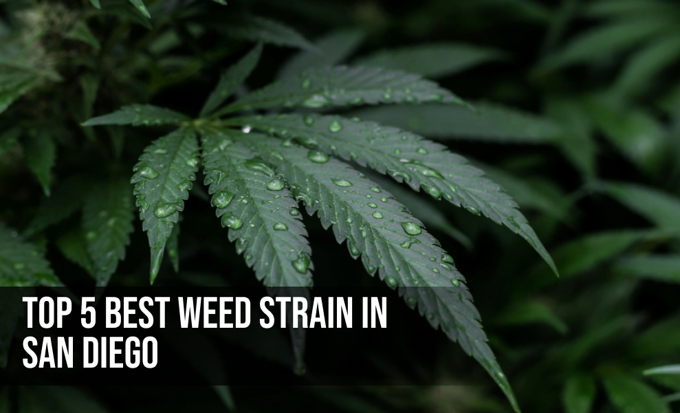 A close-up of a dark green cannabis leaf covered in small water droplets.