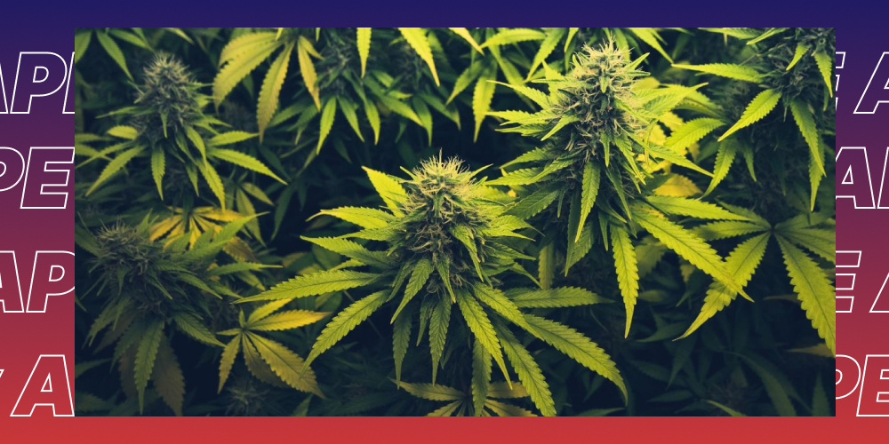Top 5 Best Weed Strains in San Diego