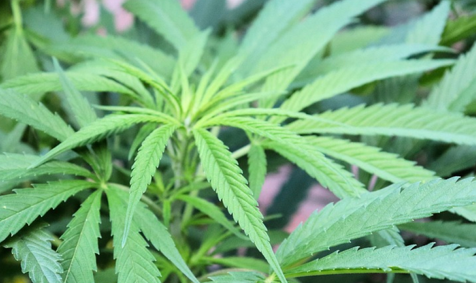 A bright, close-up, overhead view of the leafy crown of a cannabis plant.
