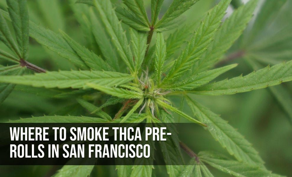 A close-up of the center of a cannabis plant with the question "WHERE TO SMOKE THCA PRE-ROLLS IN SAN FRANCISCO" overlaid.