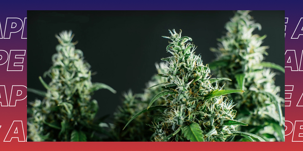 Where to Smoke THCA Pre-Rolls in San Francisco