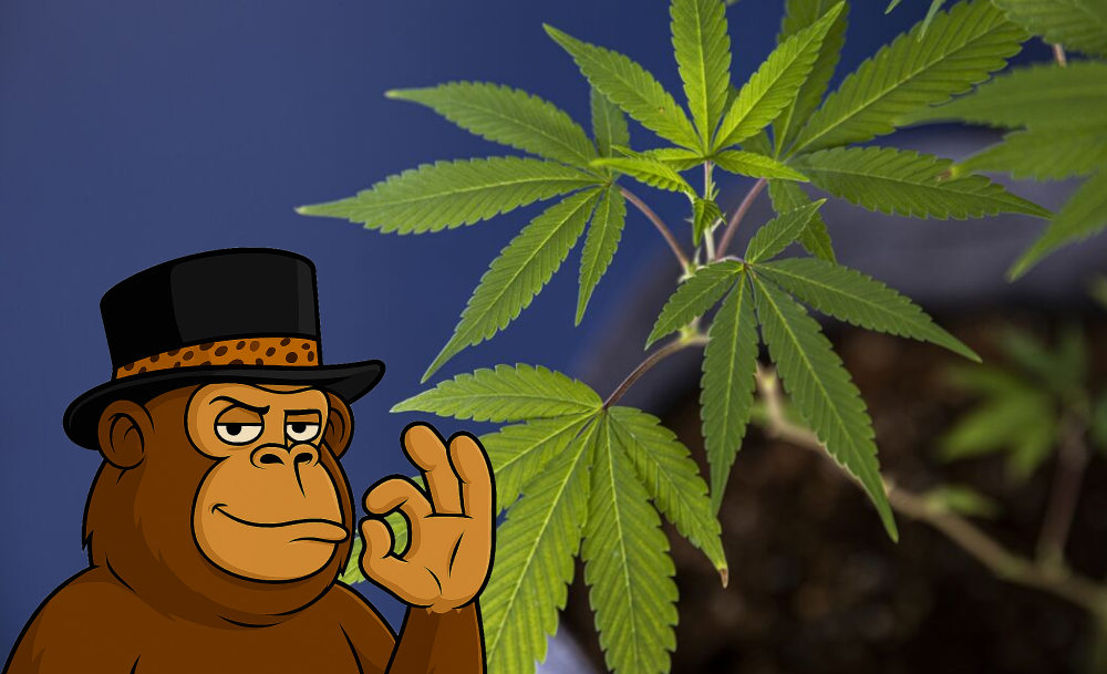A cartoon monkey wearing a top hat gives an 'OK' sign next to a cannabis plant against a blue background.