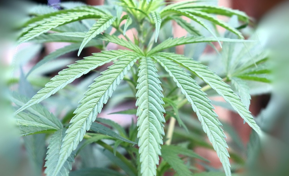 The Best Weed Dispensaries In California A healthy, young cannabis plant with multiple green leaves, captured in a shallow depth of field with a blurred background.