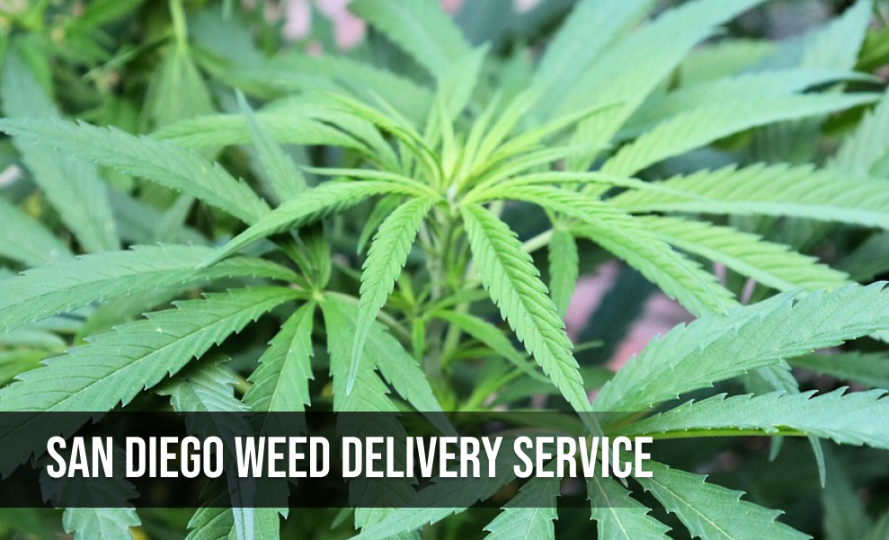 A graphic advertising "San Diego Weed Delivery Service" over a background of a cannabis plant.