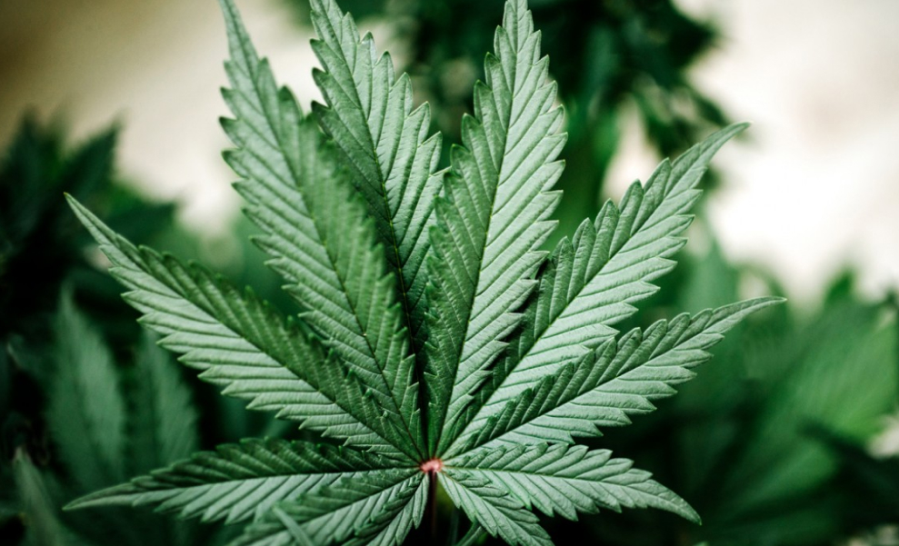 The Best Weed Dispensaries In California A detailed, close-up shot of a healthy, dark green cannabis leaf with its characteristic serrated edges.
