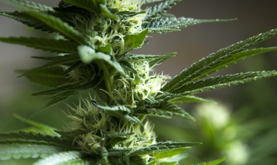 The Best Weed Dispensaries In California A close-up shot of a cannabis plant's developing flower bud, showing pistils and trichomes.