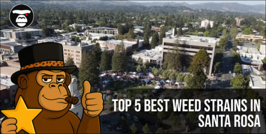 Top 5 Best weed strains in Santa Rosa