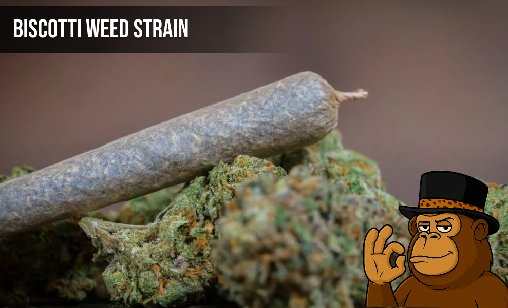 Biscotti Weed Strain 2025 The Origin Story of Biscotti Weed Strain