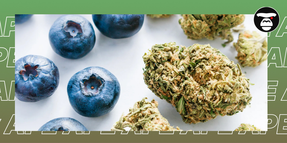 A close-up of a cannabis bud next to fresh blueberries on a white surface.