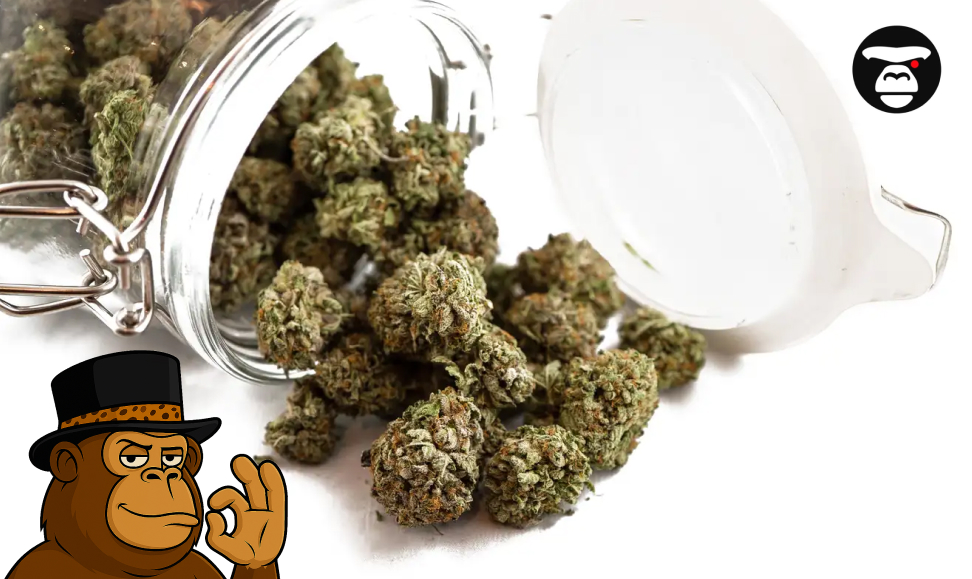 Dried cannabis flower buds spilling out of a clear glass jar with a white lid, featuring a cartoon monkey mascot.