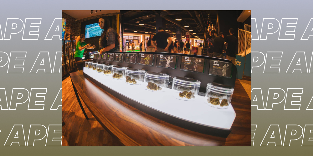 Weed Dispensaries in Oakland
CA. Recreational & Medicale Close-up of cannabis flower in clear glass jars on a lighted dispensary display counter