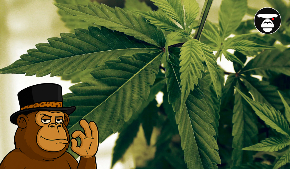 Top 5 Flower Weed Strains in San Bernardino Top 5 Flower Weed Strains in San Bernardino