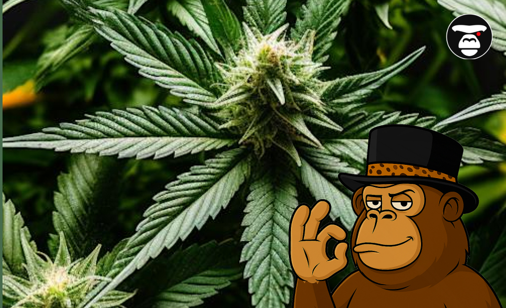  Top 5 Weed Strains in San Bernardino