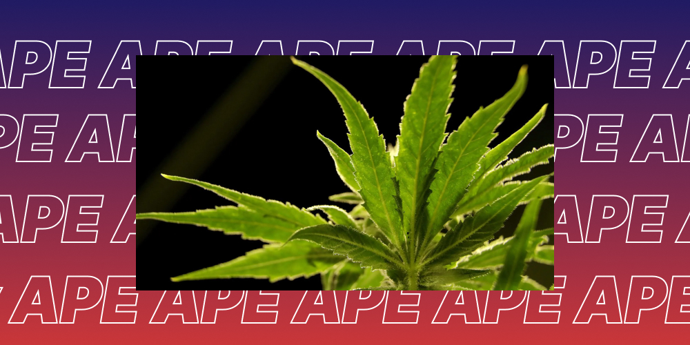 Top 5 Weed Strains in San Jose