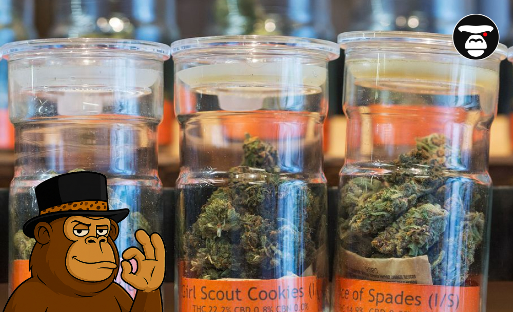 Weed Dispensaries in San Diego Three clear glass jars displaying different cannabis flower strains in a dispensary setting.