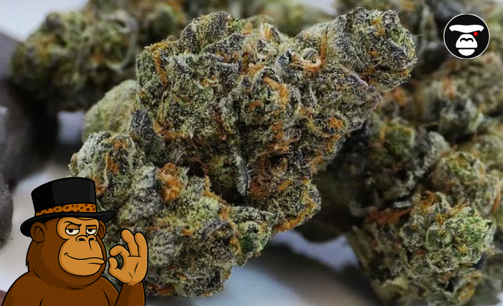 Extreme close-up of a dense, frosty cannabis bud covered in trichomes, featuring a cartoon monkey mascot.