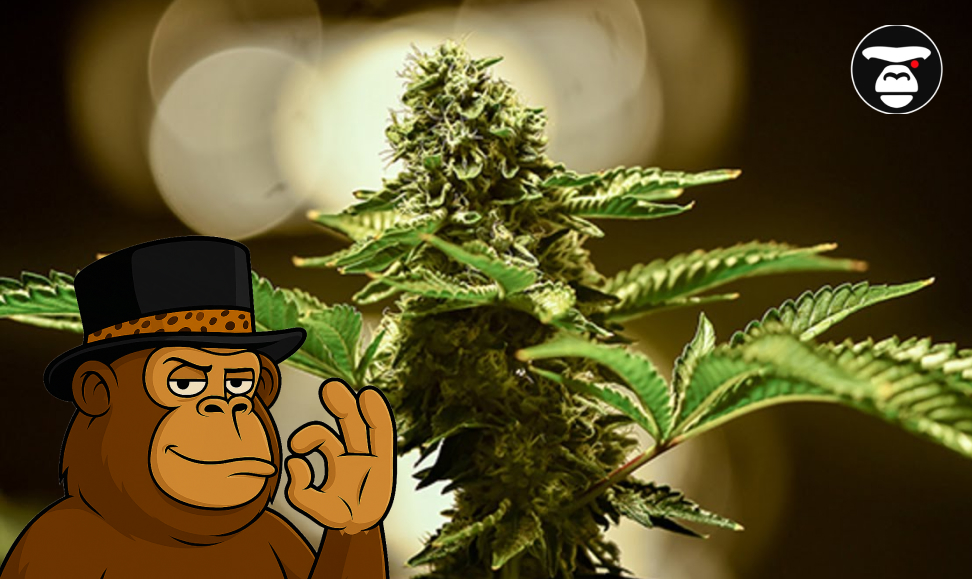 TOP 5 Weed Strains in Riverside A large, mature cannabis cola (bud) still on the plant, with a stylized ape mascot in the foreground.