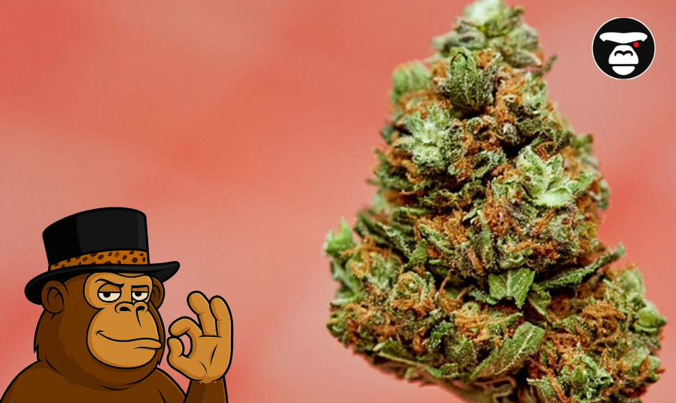 Top 5 Flower Weed Strains in Riverside A large, dense cannabis bud with orange hairs and visible trichomes on a salmon-colored background.