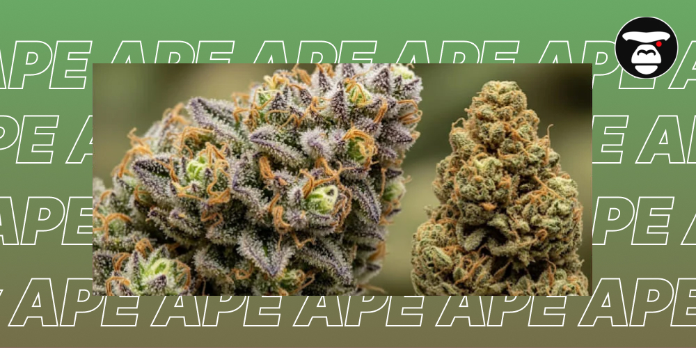 How can you tell if a variety is of poor quality or fake? Extreme close-up of two different, highly-resinous cannabis buds side-by-side.