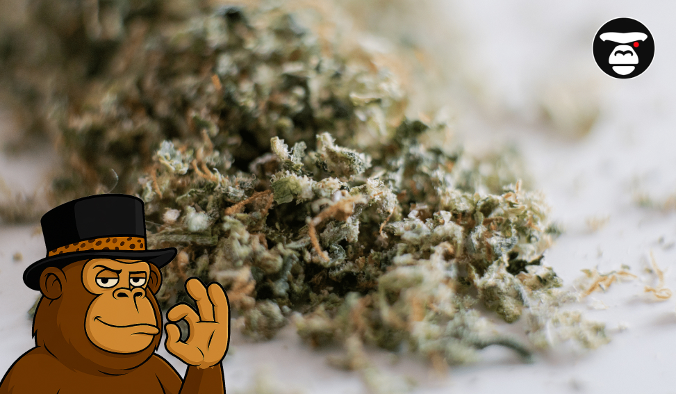 Extreme close-up of trichome-rich cannabis flower buds on a white surface.